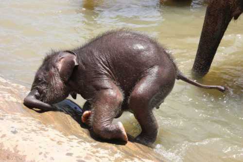 слоненок спас тонущего в реке парня